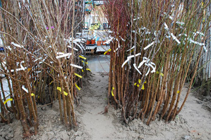 endanea-plantas-frutales-raiz-desnuda-1
