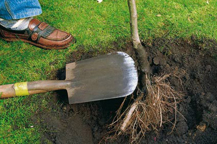 endanea-plantas-frutales-raiz-desnuda-2