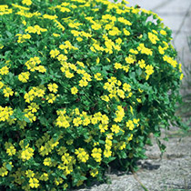 plantas-verano
