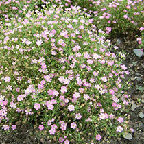 plantas-verano