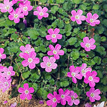 plantas-verano