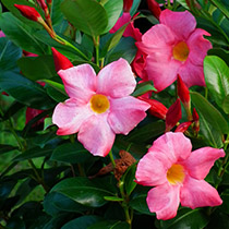 plantas-verano