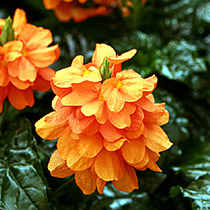 plantas-verano