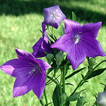 plantas-verano