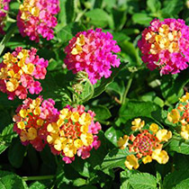 plantas-verano