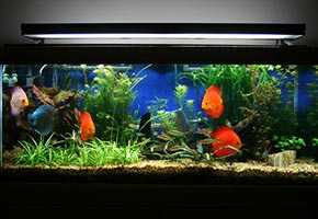 tu acuario de vacaciones