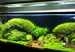 tu acuario de vacaciones