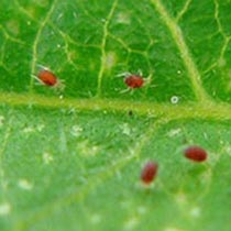 araña-roja araña-roja