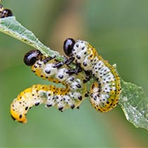 falsa_oruga_rosal falsa_oruga_rosal