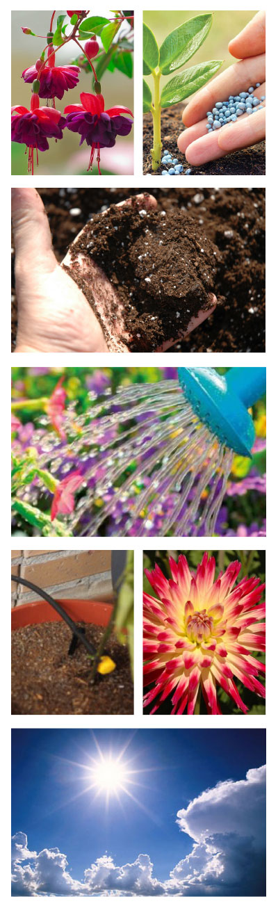 más-flor más-flor