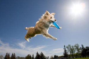 perro-verano perro-verano