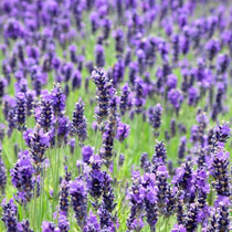 lavanda-angustifolia