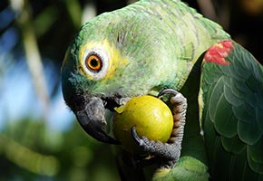 ejercicio-pajaro ejercicio-pajaro