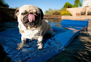 perro-verano perro-verano