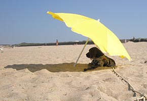 perro-playa perro-playa