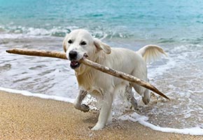 perro-playa perro-playa