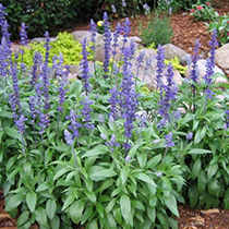 salvia salvia