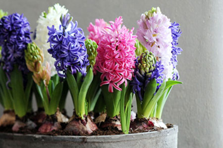 Plantación de bulbos de primavera