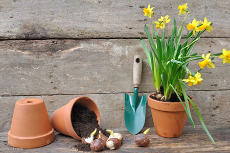 Plantación de bulbos de primavera