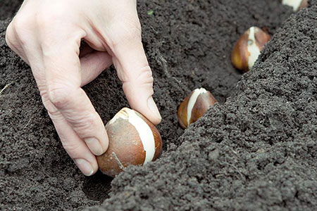 Plantación de bulbos de primavera