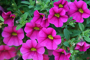 calibrachoa