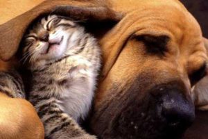 convivencia-perro-gato