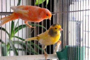 pajaros-frio