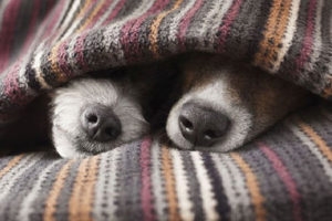 cuidado-perros-frio cuidado-perros-frio