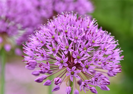 allium