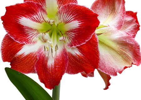 amaryllis