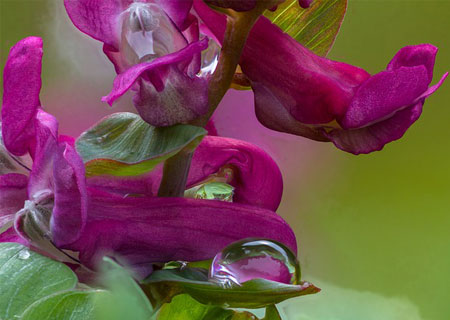 corydalis