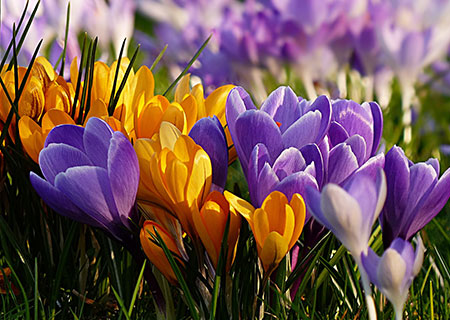 crocus