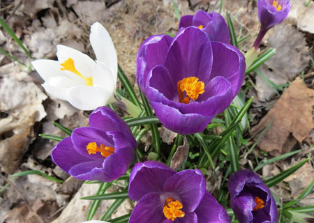 crocus_botanical