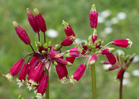 dichelostemma