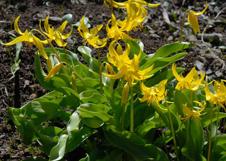 erythronium