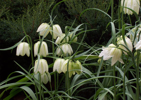 fritillaria