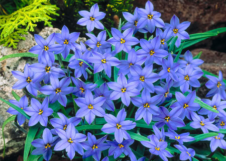ipheion