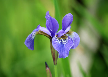 iris
