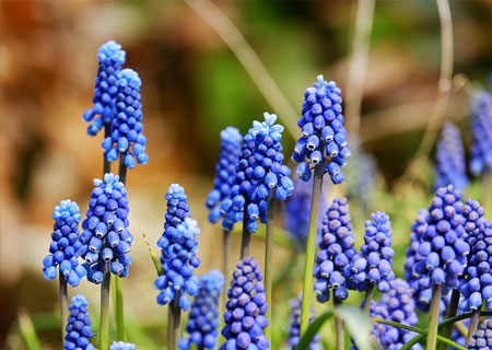 muscari