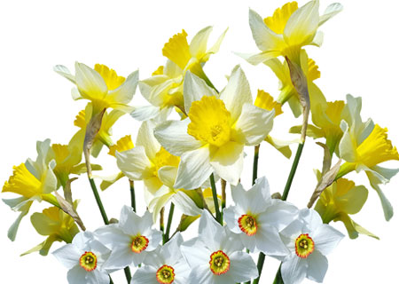 narciso