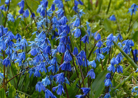 scilla