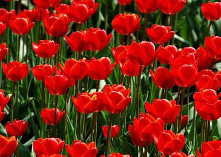 tulipan-botanical
