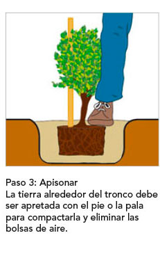 plantacion-arboles03 plantacion-arboles03