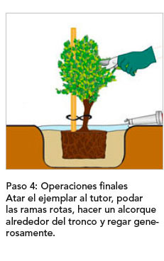 plantacion-arboles04 plantacion-arboles04