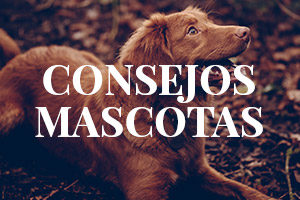 Consejos Mascotas