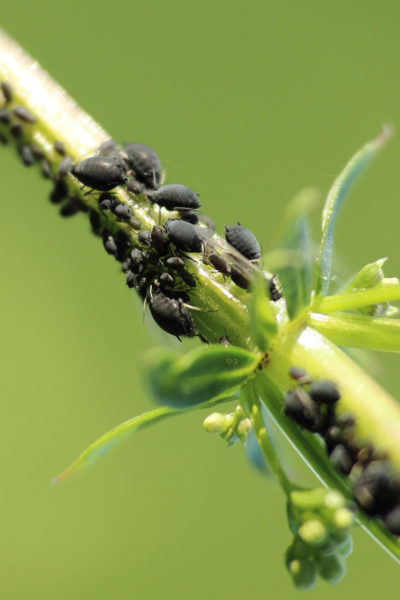 endanea-fitosanitarios-2