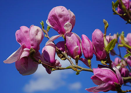 endanea-magnolio