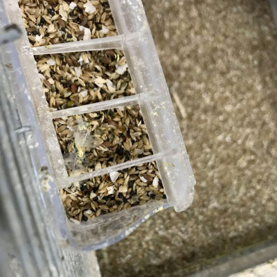 endanea-aves-accesorios-12