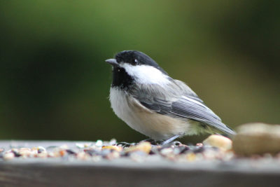 endanea-aves-alimentacion-1