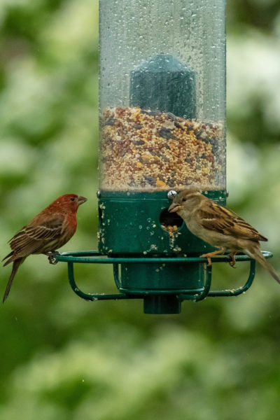 endanea-aves-alimentacion-2